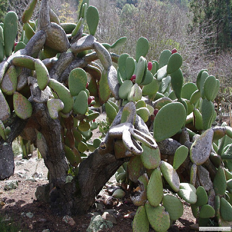 Sculptural forms of an opuntia cactus in the New World Desert section of the collection.