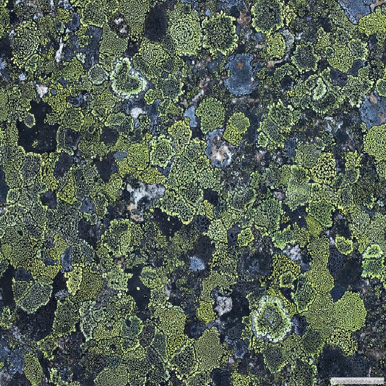 A beautiful shot of lichen growing on a stone.