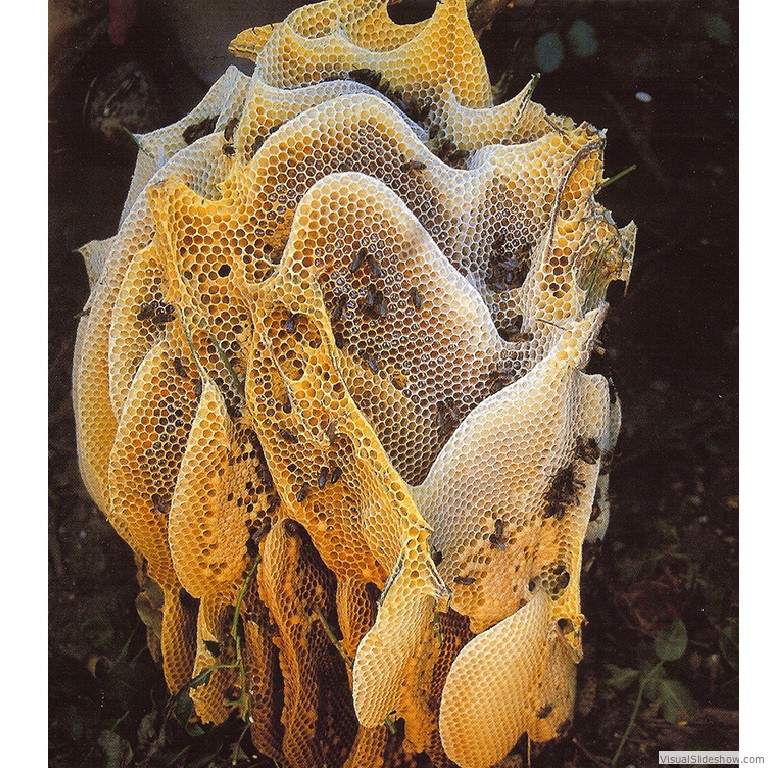 A photo of a natural beehive that was the inspiration for the sculptural shapes of the structure of Shirley Watts' design for 'A Garden of Mouthings'