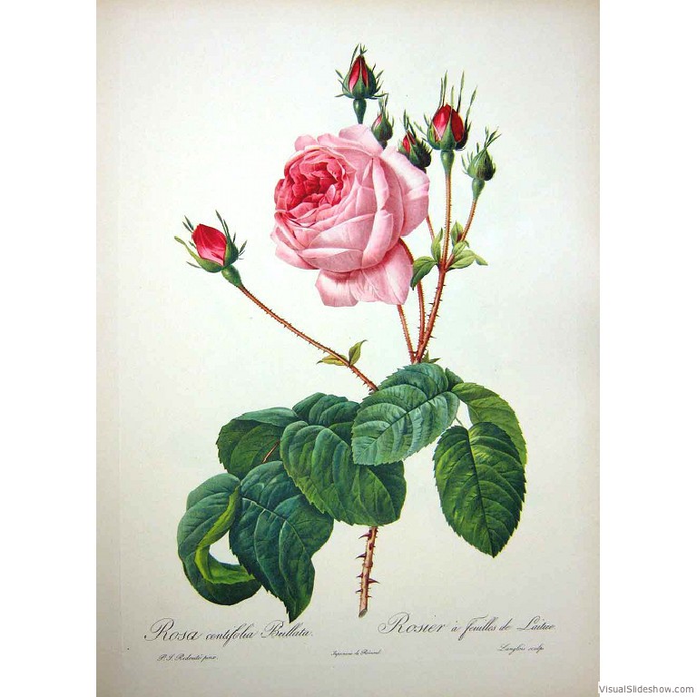 A rose drawing by Pierre Joseph Redouté, who was the botanical painter for the Empress Joséphine. 