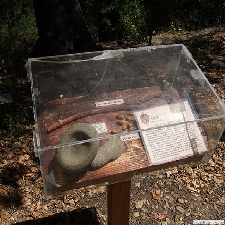 A display case in the garden containing information about Native American use of the Coast Live Oak.