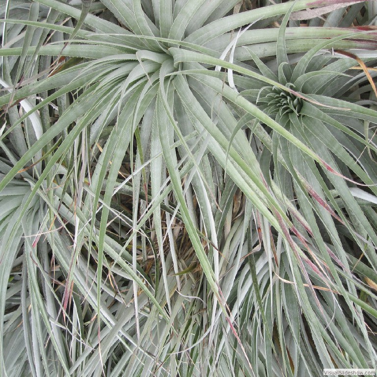 Plant detail from UCBG