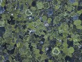A beautiful shot of lichen growing on a stone.